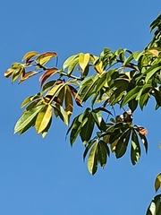 Ceiba pentandra