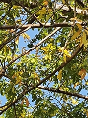 Ceiba pentandra