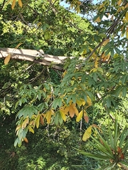 Ceiba pentandra