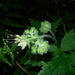 Hydrophyllum tenuipes - Photo (c) J Brew, algunos derechos reservados (CC BY-SA)