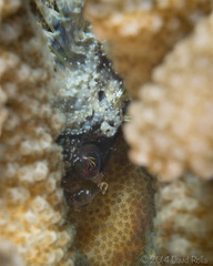 Dendrochirus barberi