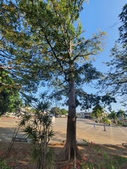 Ceiba pentandra