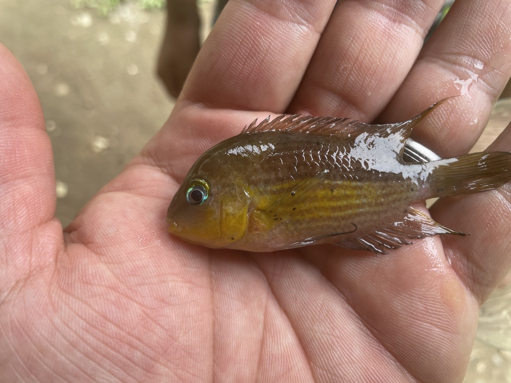 Topaz cichlid (Amatitlania myrnae) — Cichlidae