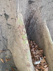 Ceiba pentandra