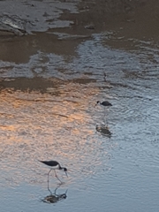 Himantopus mexicanus