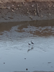 Himantopus mexicanus