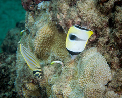 Chaetodon unimaculatus