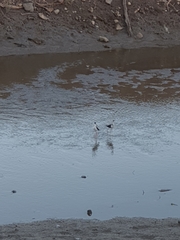 Himantopus mexicanus