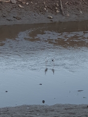 Himantopus mexicanus