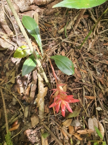 Stenorrhynchos speciosum, photograph 4