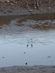 Himantopus mexicanus