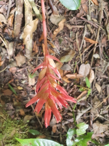 Stenorrhynchos speciosum, photograph 5