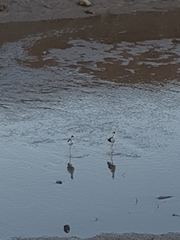 Himantopus mexicanus