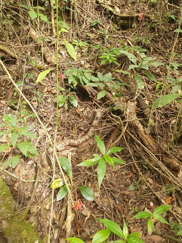 Stenorrhynchos speciosum, photograph 6