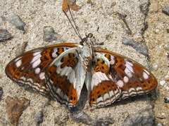 Limenitis sydyi