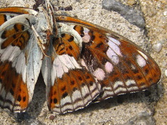 Limenitis sydyi