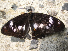 Limenitis sydyi