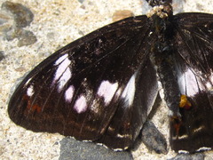Limenitis sydyi