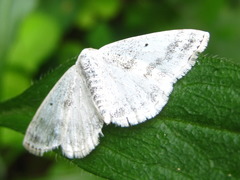 Lomographa temerata