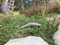 Manis pentadactyla pentadactyla