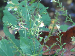 Collinsonia canadensis