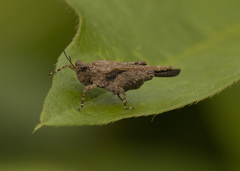 Paratettix freygessnerii