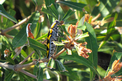 Cyrioides imperialis