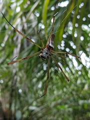 Nephila cornuta