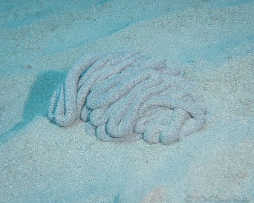 Ptychodera, 2014-09-20