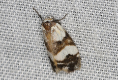 Thallarcha albicollis