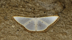 Leuciris