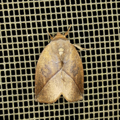 Apela