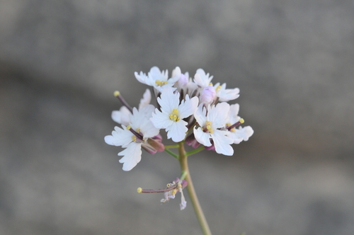Image of Dryopetalon runcinatum by (c) Roger Rittmaster, some rights reserved (CC BY)