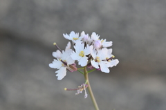 Dryopetalon runcinatum