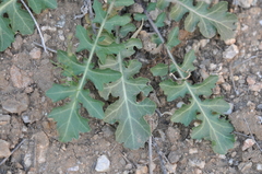 Dryopetalon runcinatum