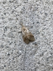 Dasychira suisharyonis