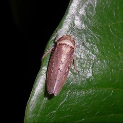 Sordana sordida