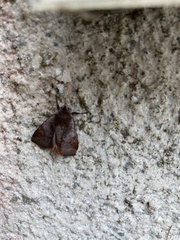 Diarsia subtincta