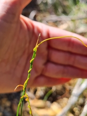 Cassytha glabella dispar