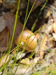 Cassytha glabella dispar