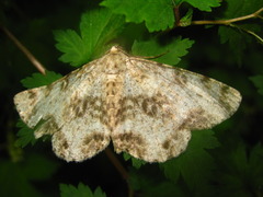 Ophthalmitis albosignaria