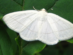 Parabapta clarissa