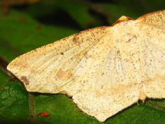 Pareclipsis gracilis