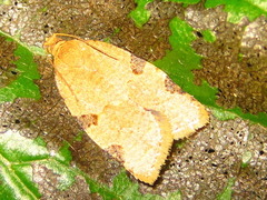 Neocalyptis liratana