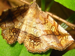 Pangrapta flavomacula