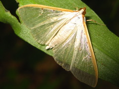 Palpita nigropunctalis
