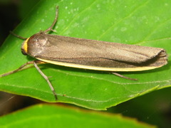 Ghoria collitoides