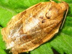 Choristoneura longicellana