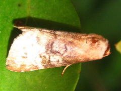 Bryophilina mollicula