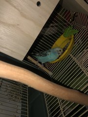 Melopsittacus